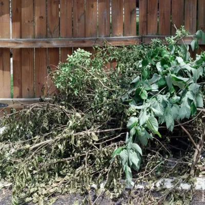 Zeleni odrez pripeljite v zbirne centre