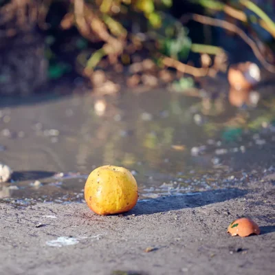 Zavržena hrana je najdražja