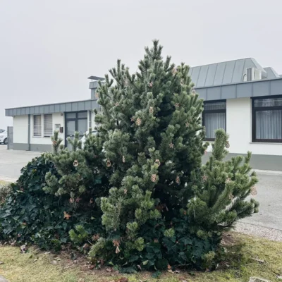 Drevo hvaležnosti na Mestnem pokopališču Kranj