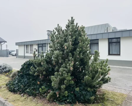 Drevo hvaležnosti na Mestnem pokopališču Kranj