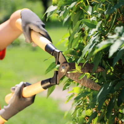 Obrez rastlinja ob javnih cestah je dolžnost lastnikov zemljišč