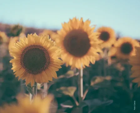 Mednarodna izmenjava dobrih praks