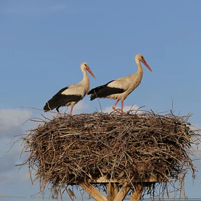 Ob dnevu okolja štorklje dobile dom