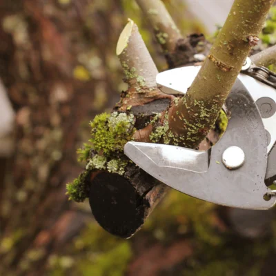 Vegetacija ob občinskih cestah