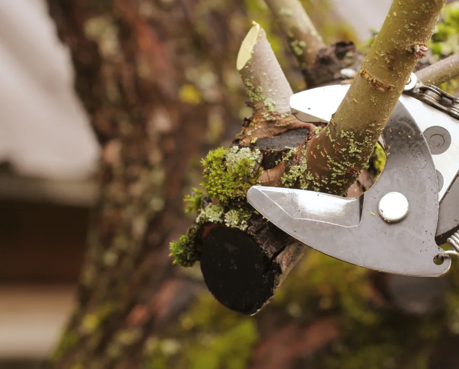 Vegetacija ob občinskih cestah