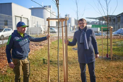 Komunala Kranj zasadila nov drevored