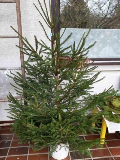 Kam z novoletno smrečico po praznikih?